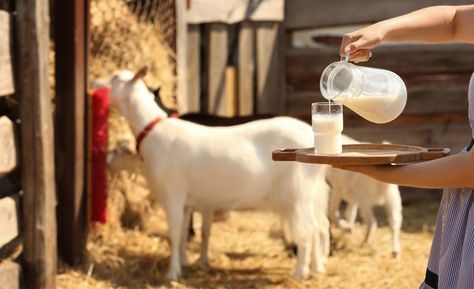 Goat Milk for Babies: Myths vs. Facts