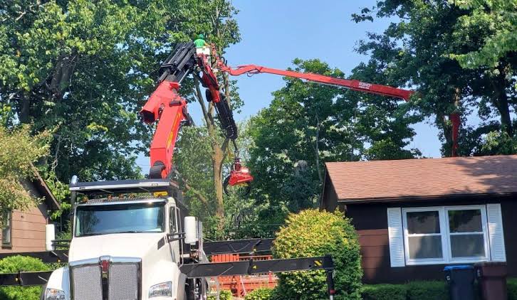 What That Big Tree Over Your Roof Is Actually Doing to It