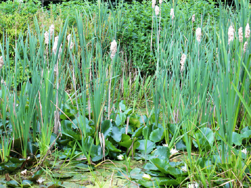 Popular Pond Plants to Enhance Your Water Feature