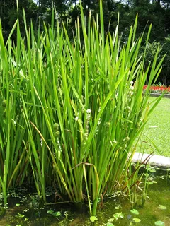 Top Marginal Pond Plants for Creating a Healthy and Attractive Pond Edge