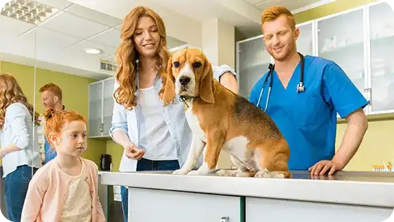 Preparing Dogs for Veterinary Visits Through Cooperative Practice